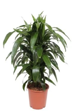 Fragrans Janet Craig - Drakenbloedboom