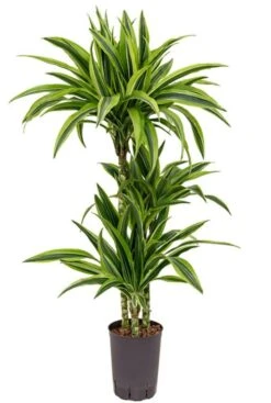 Dracaena Lemon Lime - Drakenbloedboom