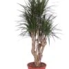 Dracaena Marginata 1 Dracaena Marginata -Groen Planten Shop dracaena marginata 3
