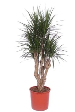 Dracaena Marginata