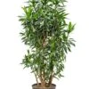 Dracaena Reflexa - Drakenbloedboom 2 Dracaena Reflexa - Drakenbloedboom -Groen Planten Shop dracaena reflexa kamerplant 1 9