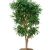 Dracaena Pleomele Song Of Jamaica - Drakenbloedboom 2 Dracaena Pleomele Song Of Jamaica - Drakenbloedboom -Groen Planten Shop dracaena reflexa song of jamaica 2