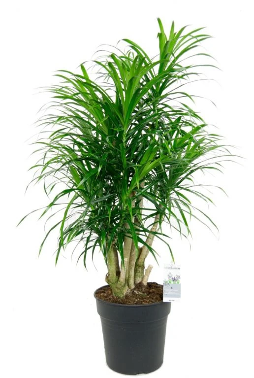 Dracaena Anita - Drakenbloedboom 3 Dracaena Anita - Drakenbloedboom
