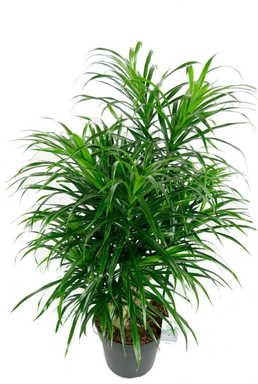 Dracaena Anita - Drakenbloedboom 4 Dracaena Anita - Drakenbloedboom - Afbeelding 2