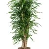 Dracaena Riki - Drakenbloedboom -Groen Planten Shop dracaena riki 1