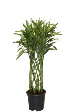 Dracaena Sandriana White - Drakenbloedboom