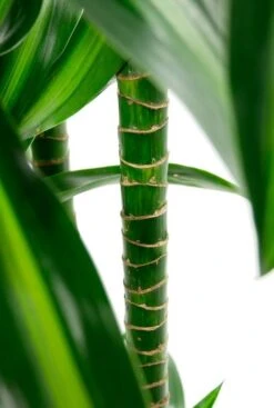 Dracaena Hawaiian Sunshine - Drakenbloedboom -Groen Planten Shop dracaena stam plant 2