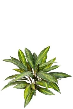 Dracaena - Drakenbloedboom