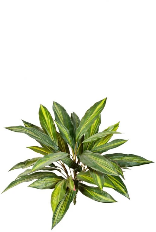 Dracaena - Drakenbloedboom 3 Dracaena - Drakenbloedboom