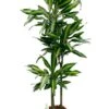 Dracaena Cintho - Drakenbloedboom 1 Dracaena Cintho - Drakenbloedboom -Groen Planten Shop drcin0963