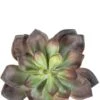 Echeveria Vetplant -Groen Planten Shop echeveria succulent verplant