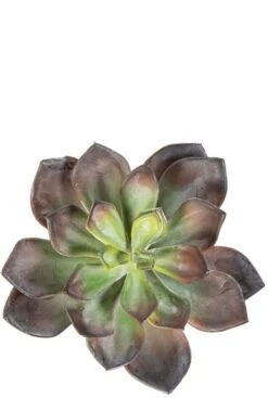 Echeveria Vetplant