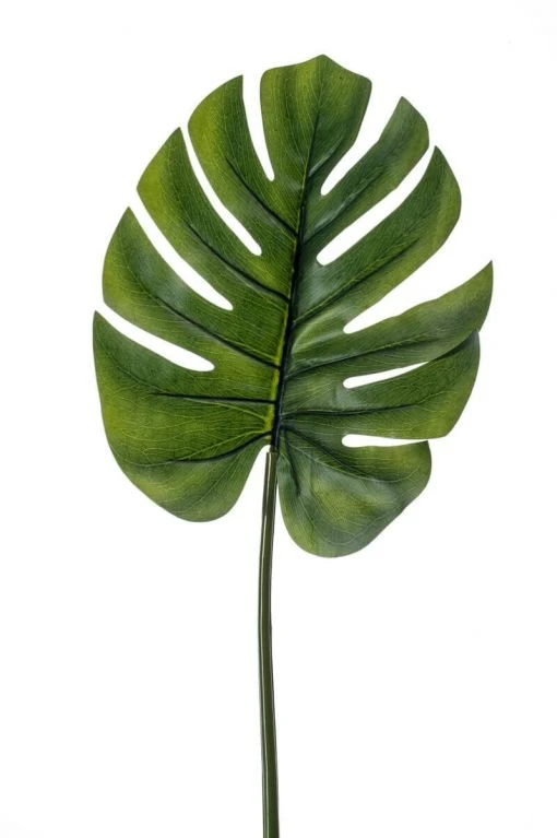 Groot Monstera Blad 3 Groot Monstera Blad