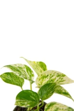 Groen Planten Shop 10 Groen Planten Shop -Groen Planten Shop epipremnum pinnatum marble queen closeup