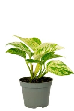 Epipremnum Pinnatum Marble Queen - Stekje