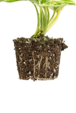 Epipremnum Pinnatum Marble Queen - Stekje -Groen Planten Shop epipremnum pinnatum marble queen wortels