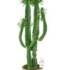 Euphorbia Erytrea 2 Euphorbia Erytrea -Groen Planten Shop euphorbia erytrea cactus