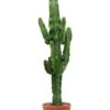 Euphorbia Erytrea - Wolfsmelk 2 Euphorbia Erytrea - Wolfsmelk -Groen Planten Shop euphorbia erytrea cactus 3