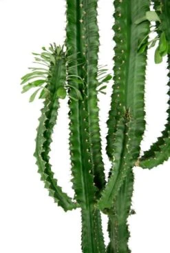 Euphorbia Erytrea 5 Euphorbia Erytrea -Groen Planten Shop euphorbia erytrea stoere cactus