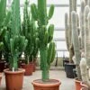 Euphorbia Ingens - Wolfsmelk -Groen Planten Shop euphorbia ingens grote cactus