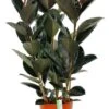 Ficus Elastica Abidjan - Rubberplant 1 Ficus Elastica Abidjan - Rubberplant -Groen Planten Shop ficabi27110 2