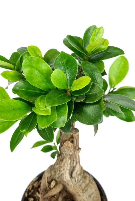 Ficus Micr. Ginseng - Rubberboom 4 Ficus Micr. Ginseng - Rubberboom - Afbeelding 2