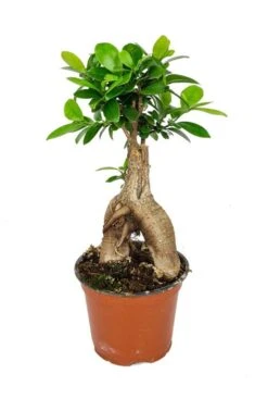 Ficus Micr. Ginseng - Rubberboom