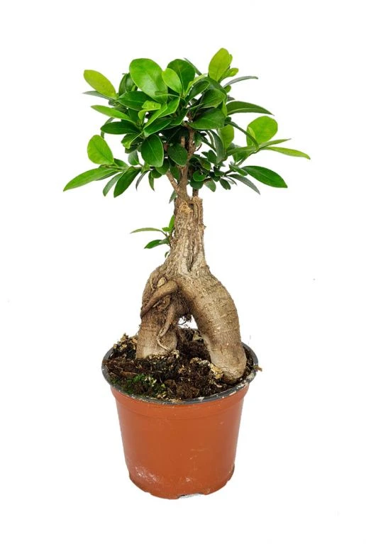 Ficus Micr. Ginseng - Rubberboom 3 Ficus Micr. Ginseng - Rubberboom