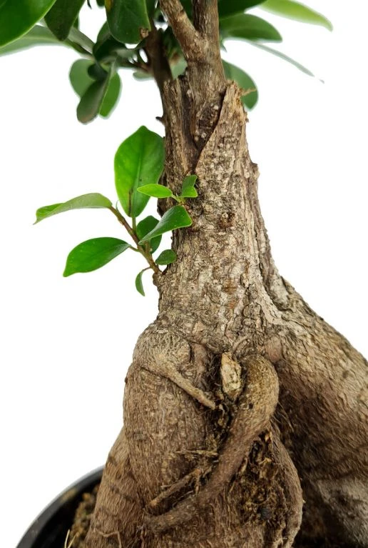 Ficus Micr. Ginseng - Rubberboom 5 Ficus Micr. Ginseng - Rubberboom - Afbeelding 3