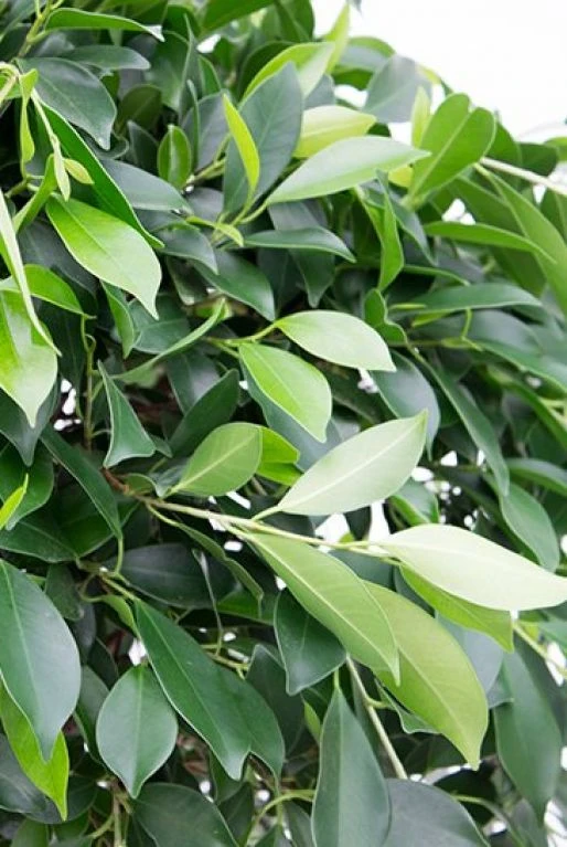 Ficus Nitida - Rubberboom 4 Ficus Nitida - Rubberboom - Afbeelding 2