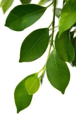 Ficus Nitida - Rubberboom 8 Ficus Nitida - Rubberboom -Groen Planten Shop ficus nitida vijgenboom 1 2 1