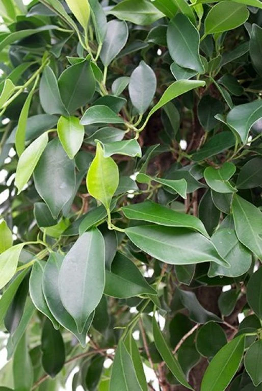 Ficus Nitida - Rubberboom 6 Ficus Nitida - Rubberboom - Afbeelding 4