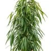 Ficus Alii - Rubberboom 2 Ficus Alii - Rubberboom -Groen Planten Shop ficus alii kamerplant