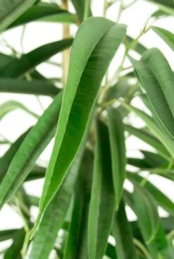 Ficus Alii - Rubberboom 5 Ficus Alii - Rubberboom -Groen Planten Shop ficus alii langwerpig blad 5