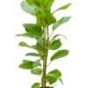 Ficus Altissima Yellow - Rubberboom 1 Ficus Altissima Yellow - Rubberboom -Groen Planten Shop ficus altissima yellow