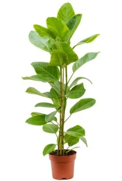 Ficus Altissima Yellow - Rubberboom