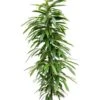 Ficus Amstel King - Rubberboom -Groen Planten Shop ficus amstel king hydrocultuur