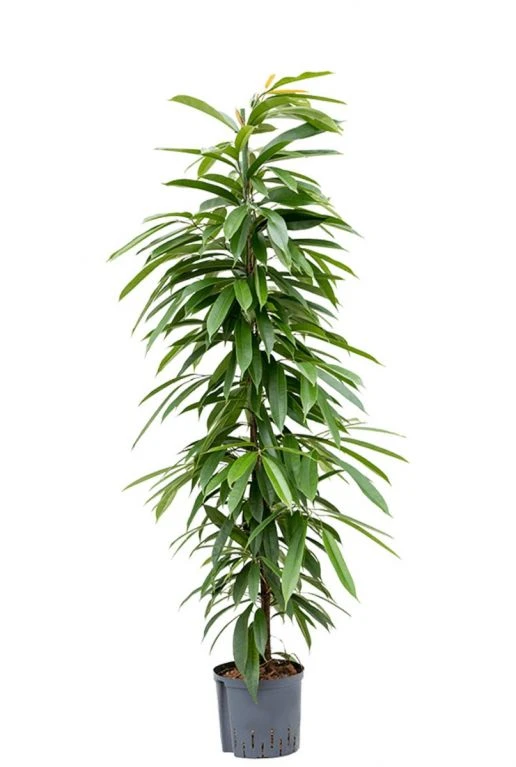 Ficus Amstel King - Rubberboom 3 Ficus Amstel King - Rubberboom