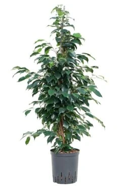 Ficus Danielle - Rubberboom