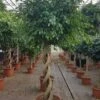 Ficus Exotica - Treurvijg 1 Ficus Exotica - Treurvijg -Groen Planten Shop ficus benjamina exotica
