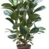 Ficus Robusta - Rubberplant -Groen Planten Shop ficus elastica robusta 2