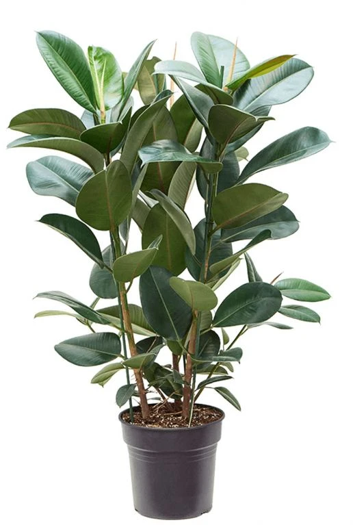 Ficus Robusta - Rubberplant 3 Ficus Robusta - Rubberplant