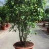 Ficus Exotica - Rubberboom -Groen Planten Shop ficus exotica groot