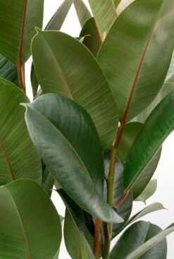 Ficus Robusta - Rubberplant 5 Ficus Robusta - Rubberplant -Groen Planten Shop ficus grote groene bladeren 1