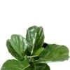 Ficus Lyrata Bladeren 1 Ficus Lyrata Bladeren -Groen Planten Shop ficus lyrata kunstplant