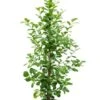 Ficus Moclame - Rubberboom 1 Ficus Moclame - Rubberboom -Groen Planten Shop ficus moclame