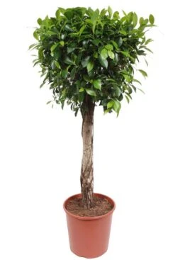 Ficus Nitida - Rubberboom