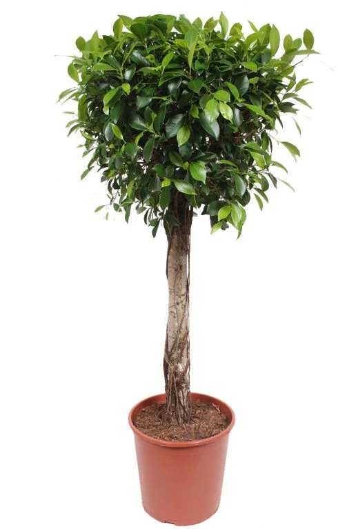 Ficus Nitida - Rubberboom 3 Ficus Nitida - Rubberboom