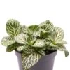 Fittonia Verschaffeltii Mini White - Stekje 1 Fittonia Verschaffeltii Mini White - Stekje -Groen Planten Shop fittonia verschaffeltii mini white