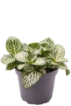 Fittonia Verschaffeltii Mini White - Stekje